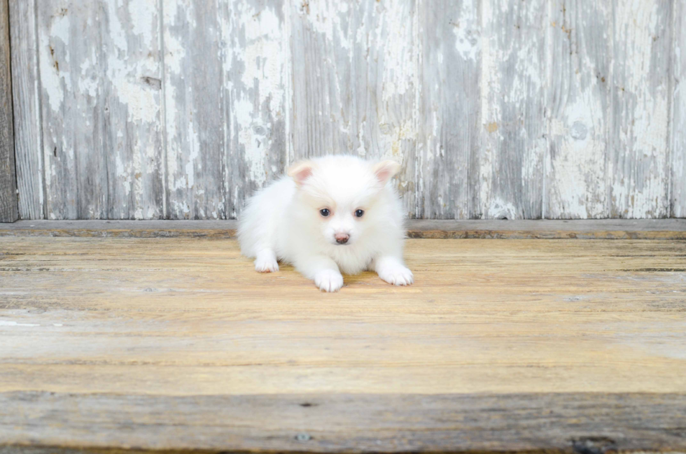 Hypoallergenic Pomeranian Purebred Pup