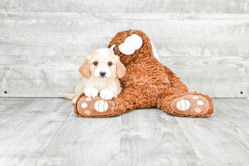 Mini Goldendoodle Puppy for Adoption