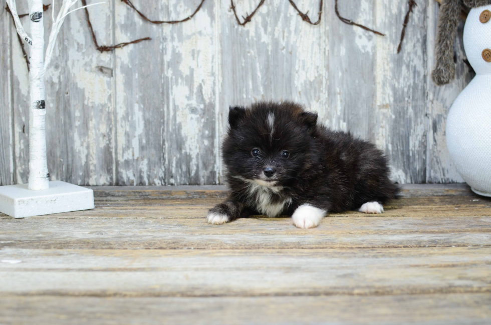 Pomeranian Puppy for Adoption