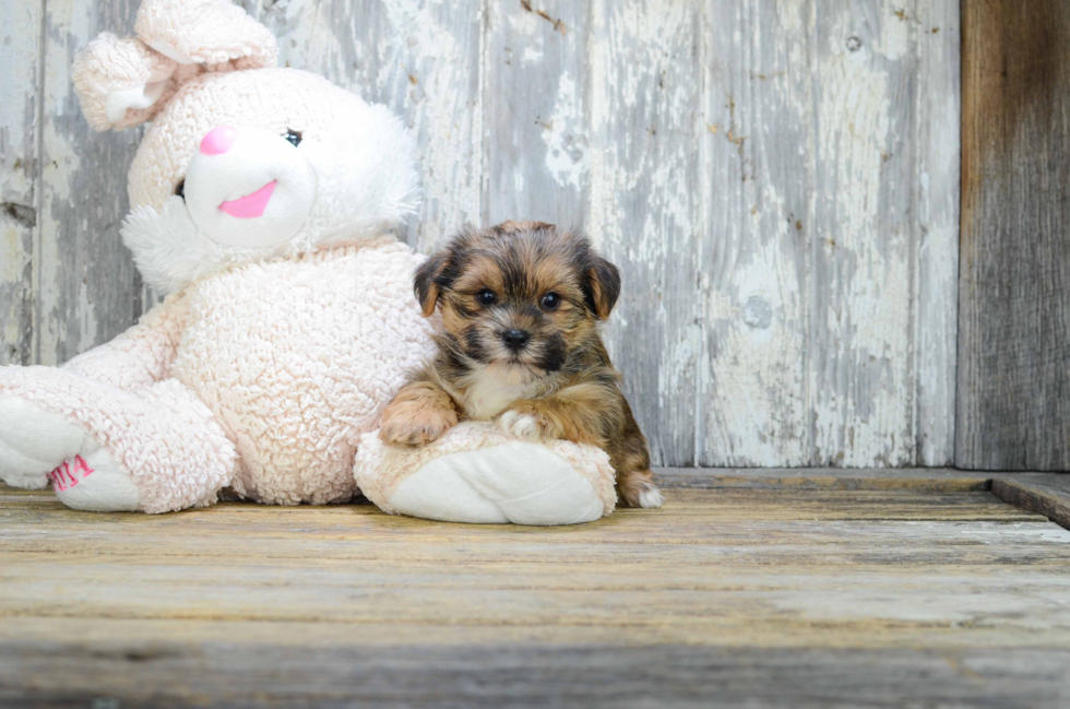 Friendly Shorkie Baby