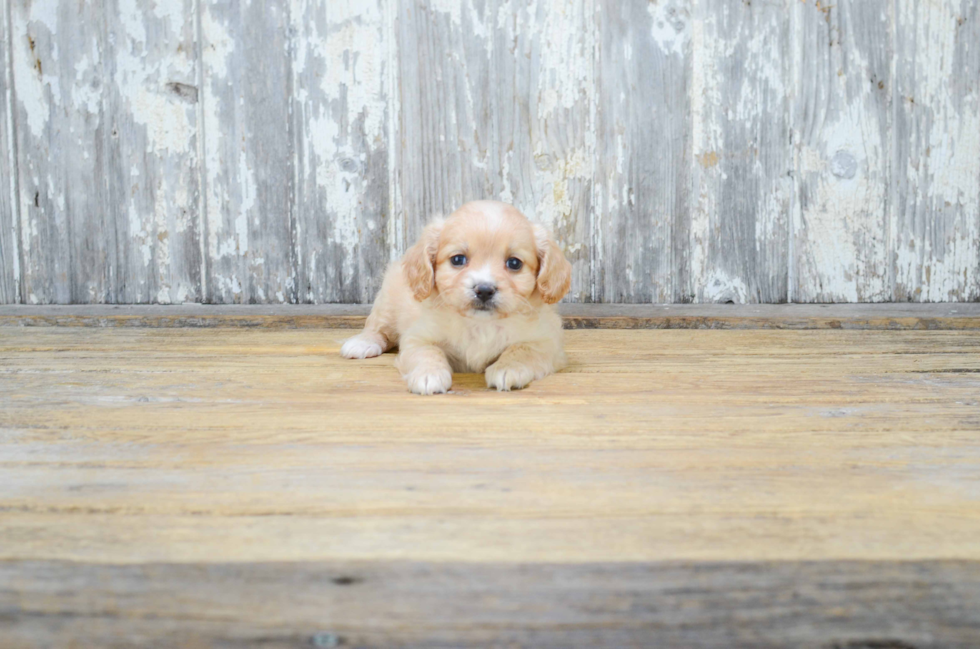 Cavapoo Puppy for Adoption