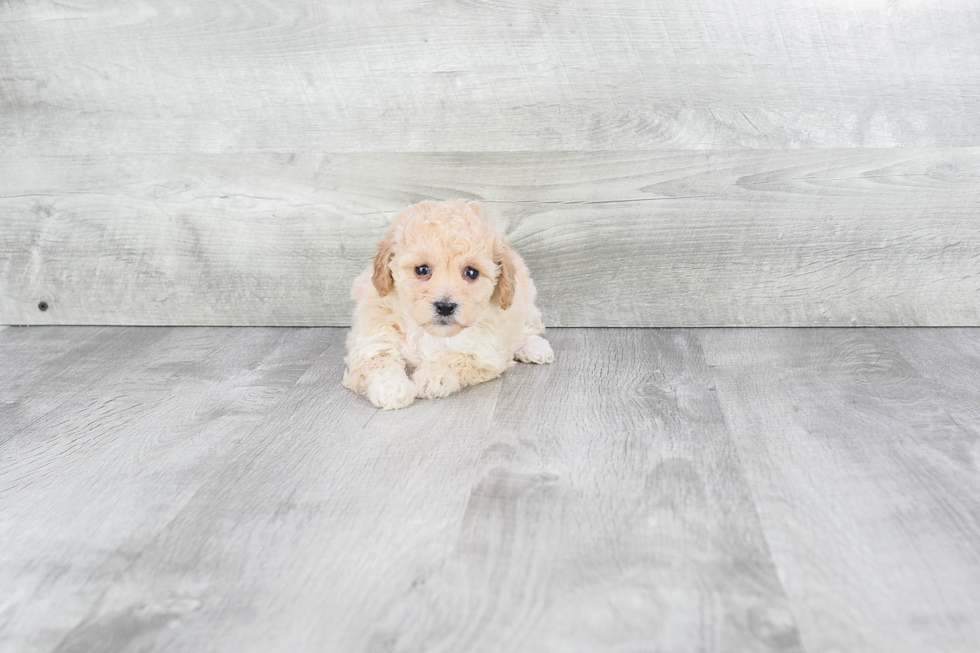 Sweet Maltipoo Baby