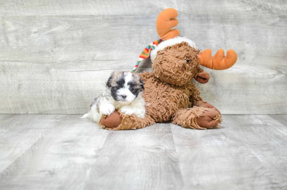 Teddy Bear Pup Being Cute