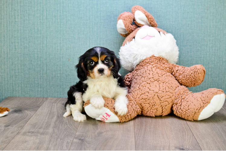 Petite Cavalier King Charles Spaniel Purebred Puppy