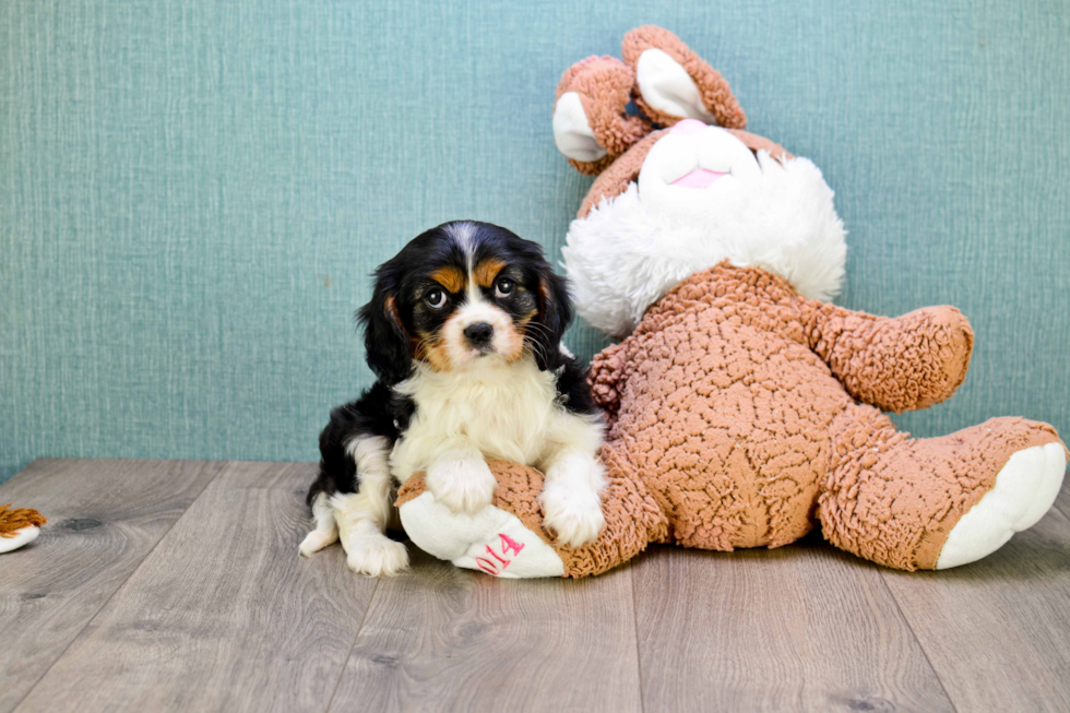 Petite Cavalier King Charles Spaniel Purebred Puppy