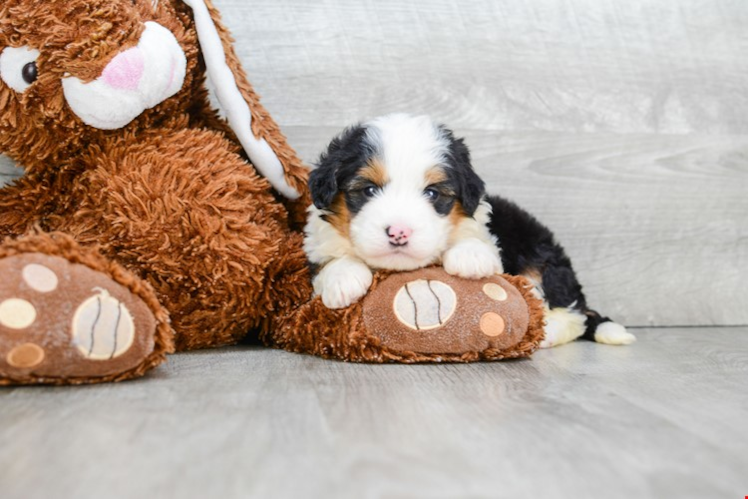 Petite Mini Bernedoodle Poodle Mix Pup