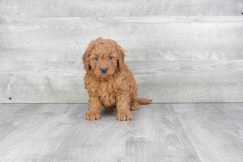 Mini Goldendoodle Puppy for Adoption