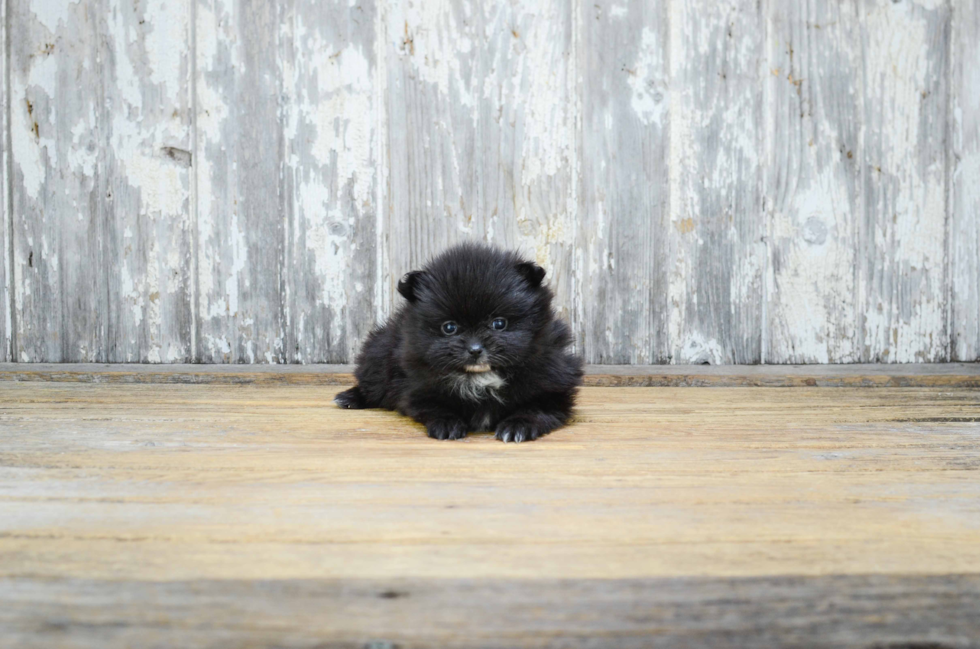 Akc Registered Pomeranian Purebred Pup