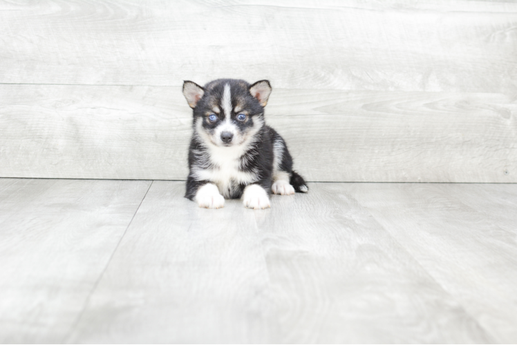 Pomsky Puppy for Adoption