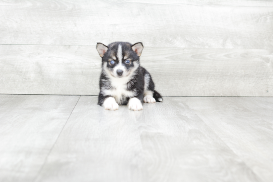 Pomsky Puppy for Adoption