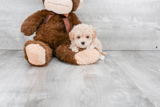 Petite Maltipoo Poodle Mix Pup