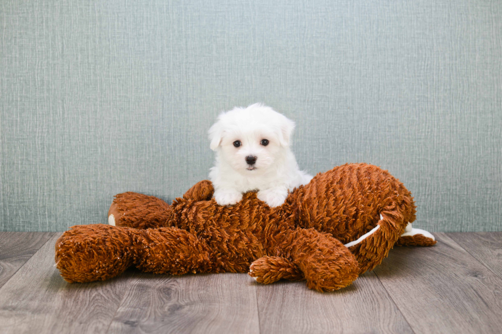 Maltese Pup Being Cute