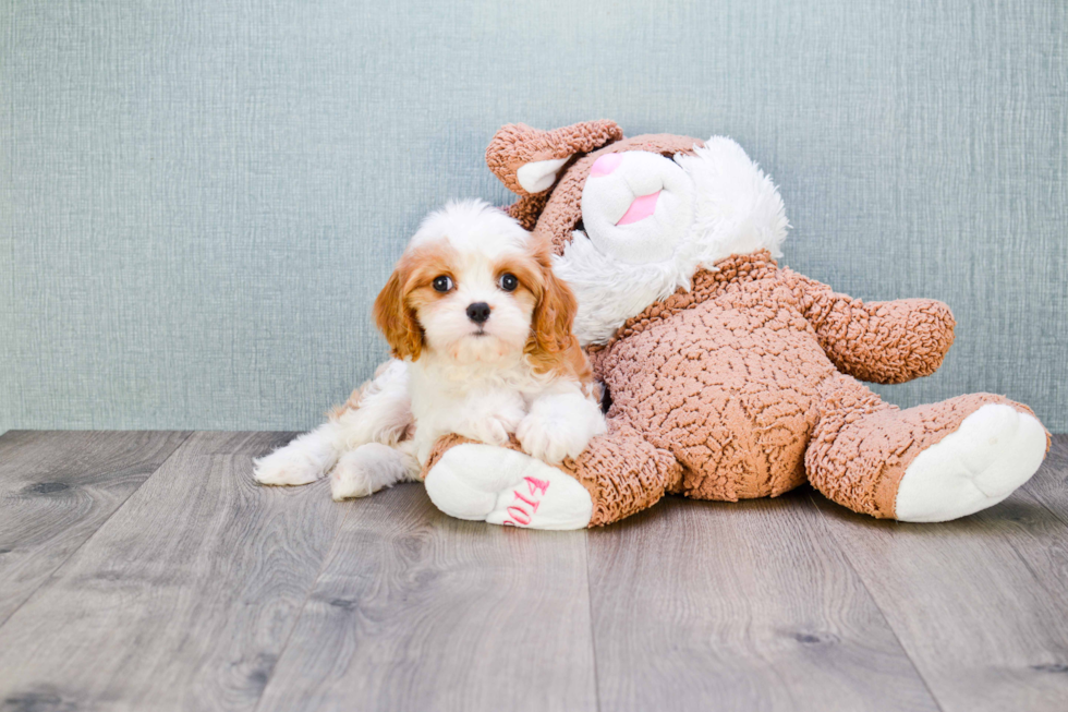 Cavachon Puppy for Adoption