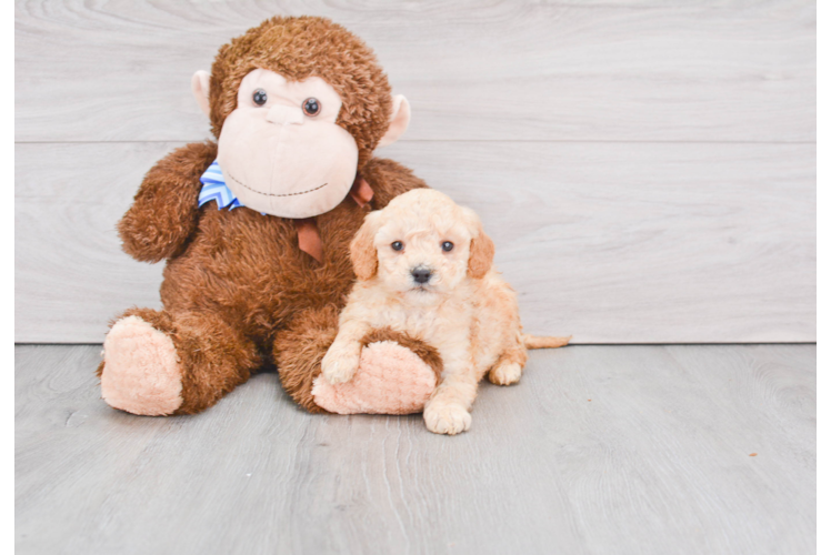 Mini Goldendoodle Puppy for Adoption