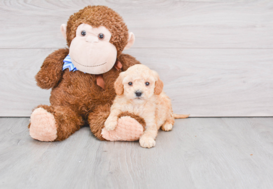 Mini Goldendoodle Puppy for Adoption