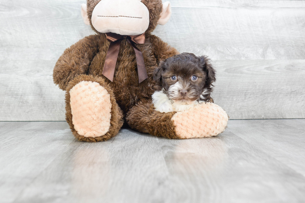 Akc Registered Havanese Purebred Pup