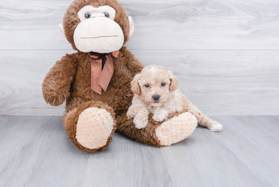 Maltipoo Pup Being Cute