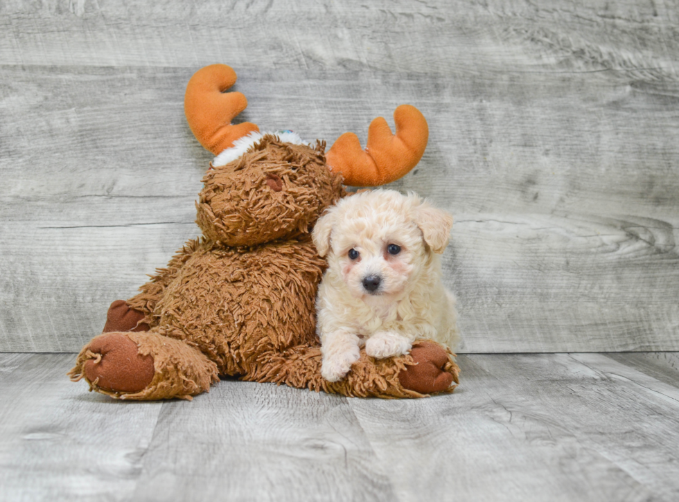 Sweet Maltipoo Baby