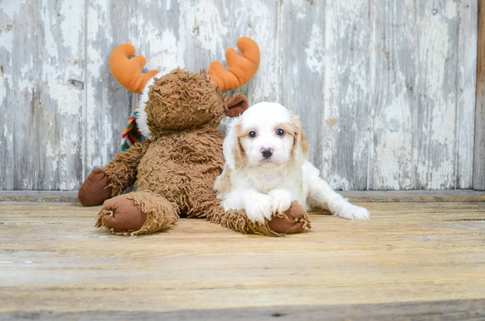 Best Cavachon Baby