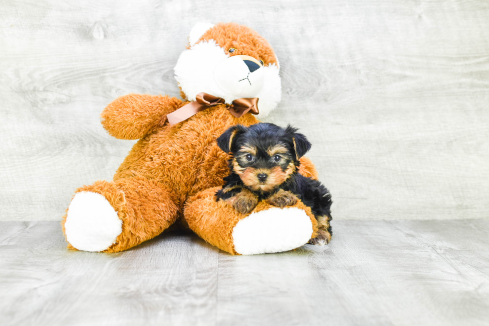 Meet Twinkle - our Yorkshire Terrier Puppy Photo 