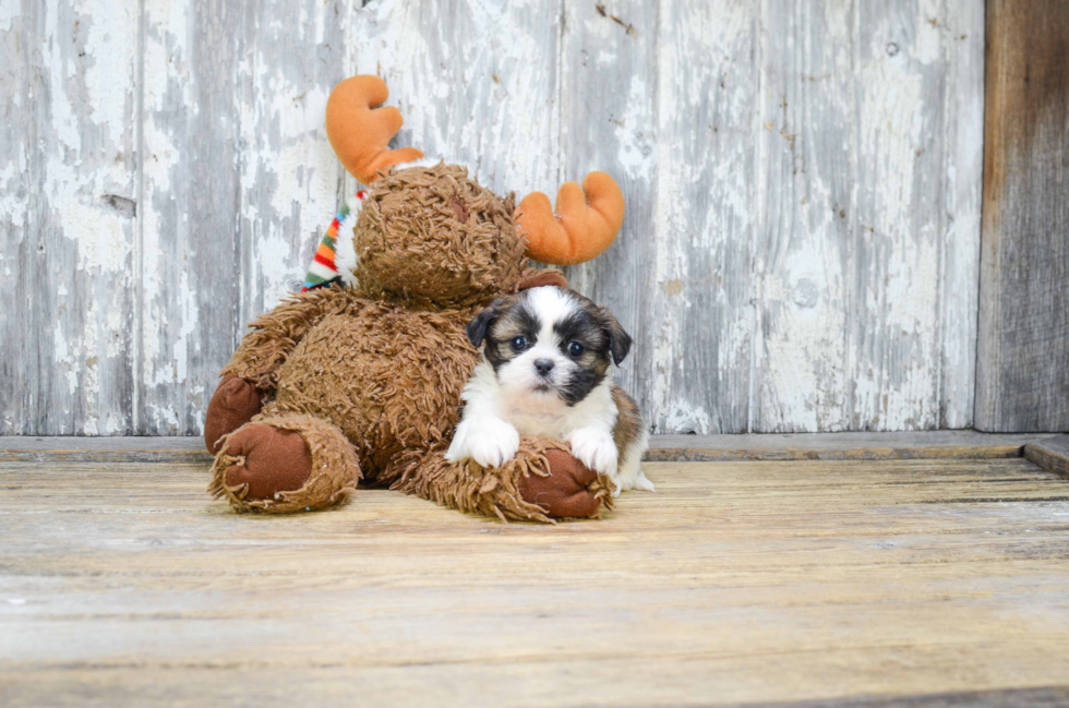 Small Teddy Bear Baby