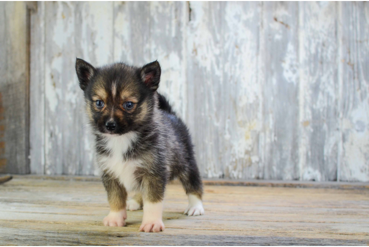 Pomsky Puppy for Adoption