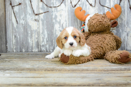 Happy Cavachon Baby