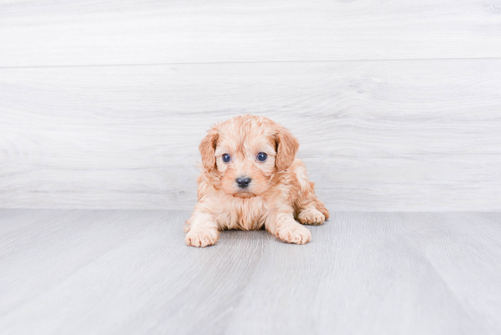 Cavapoo Pup Being Cute