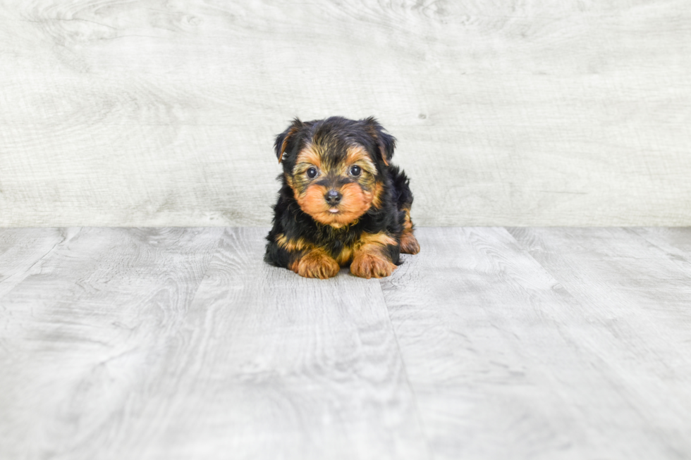 Meet Timmy - our Yorkshire Terrier Puppy Photo 