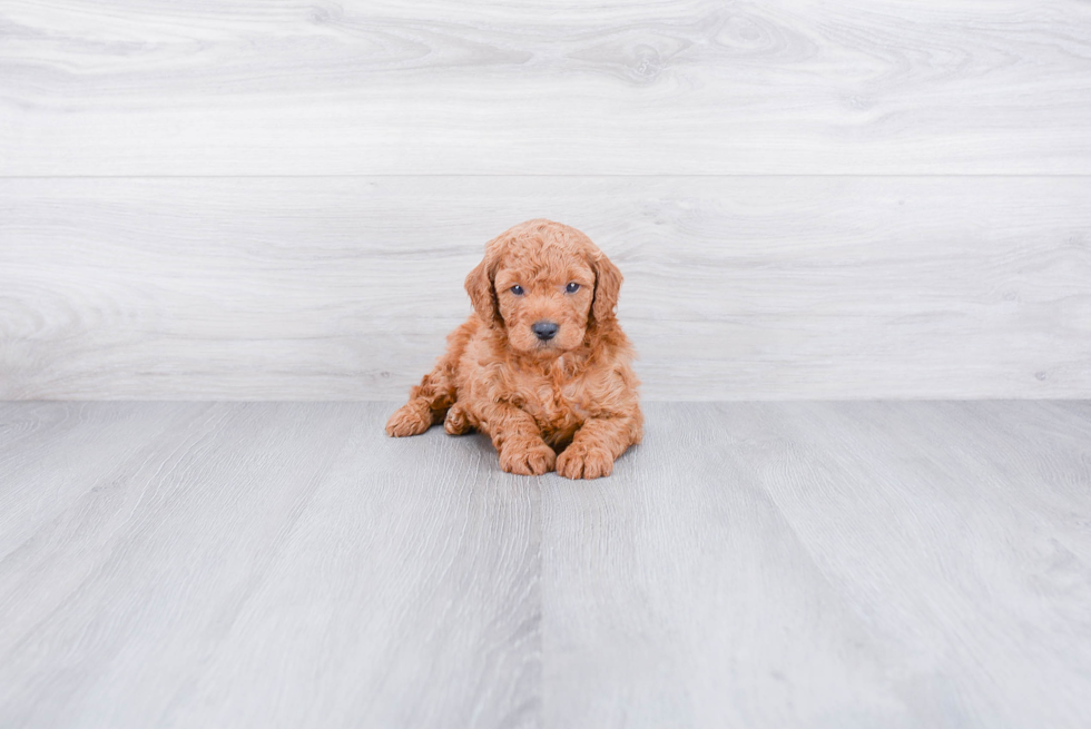 Adorable Golden Retriever Poodle Mix Puppy