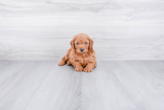 Adorable Golden Retriever Poodle Mix Puppy