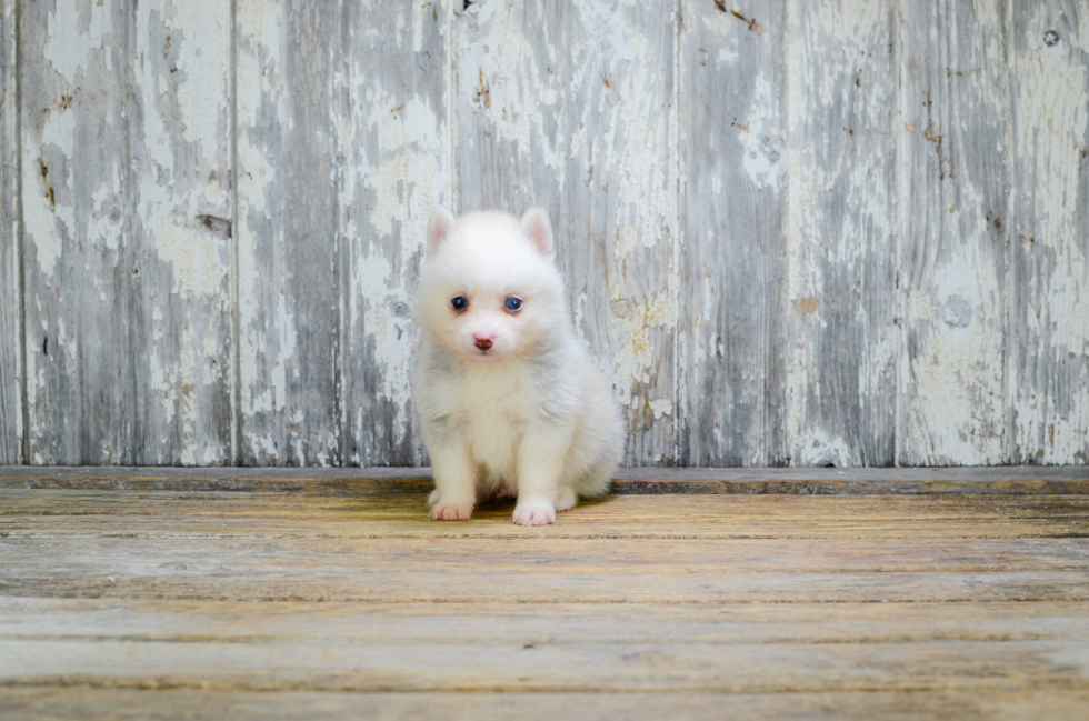 Little Mini Husky Designer Puppy