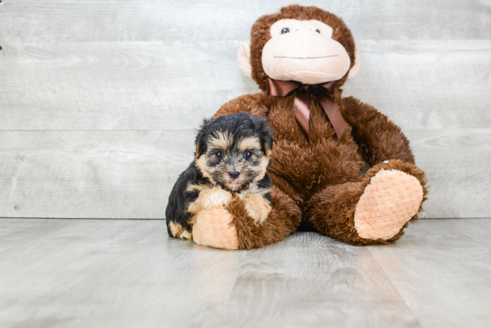 Energetic Yorkie Designer Puppy