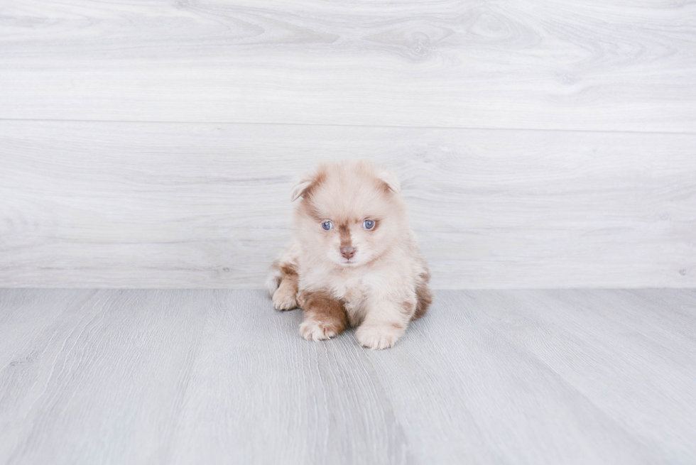 Funny Pomeranian Purebred Pup