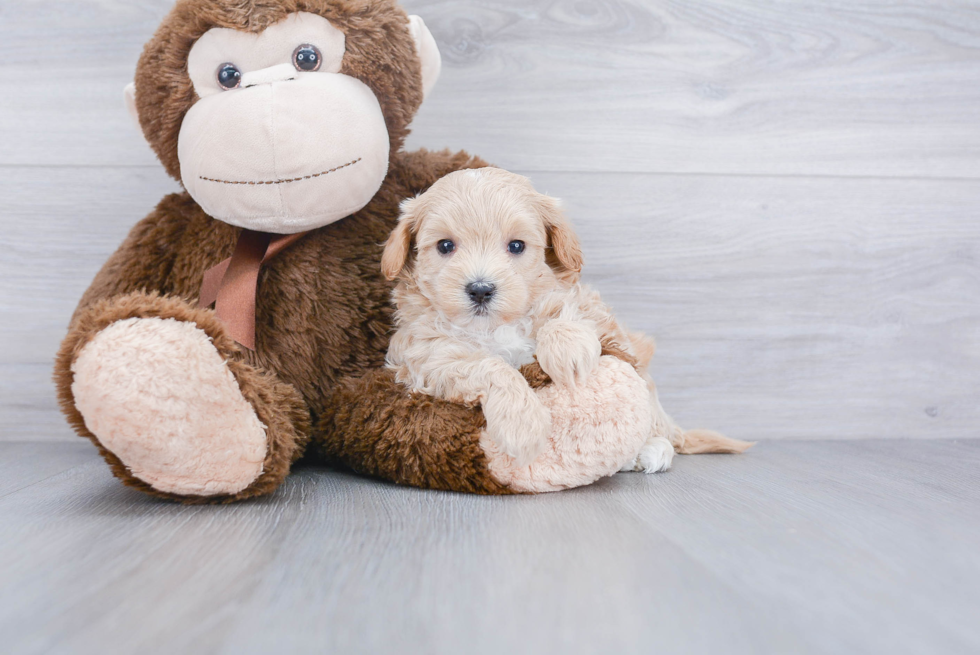 Maltipoo Puppy for Adoption