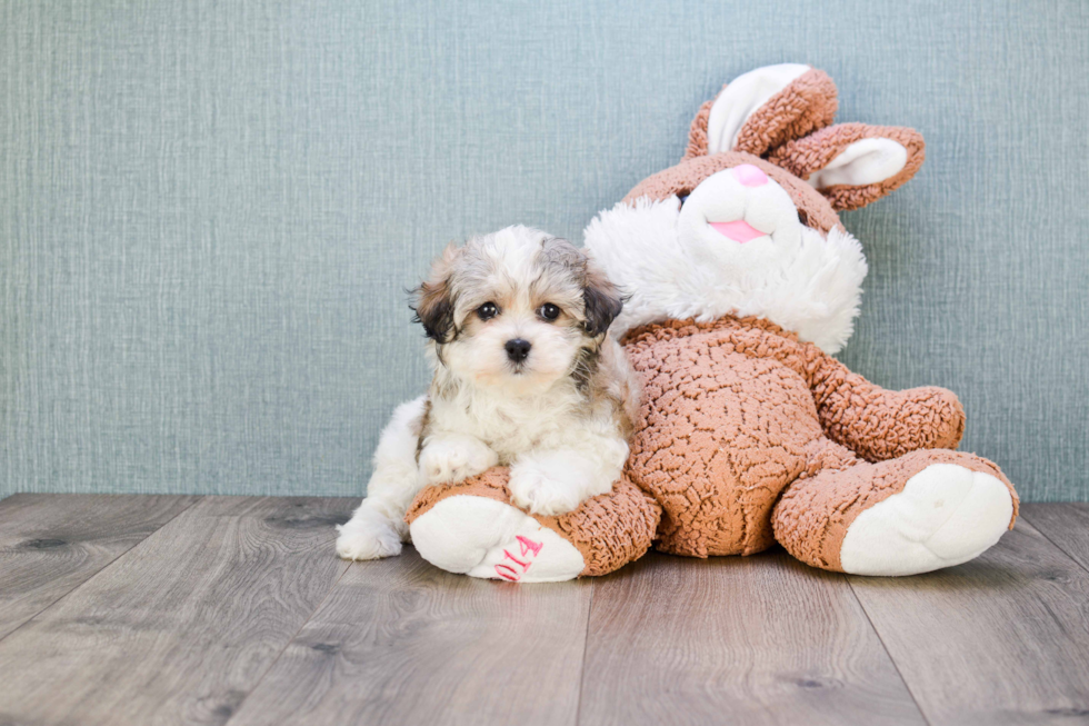 Havanese Puppy for Adoption