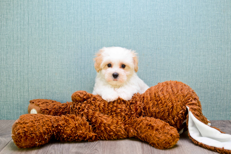 Maltipoo Pup Being Cute