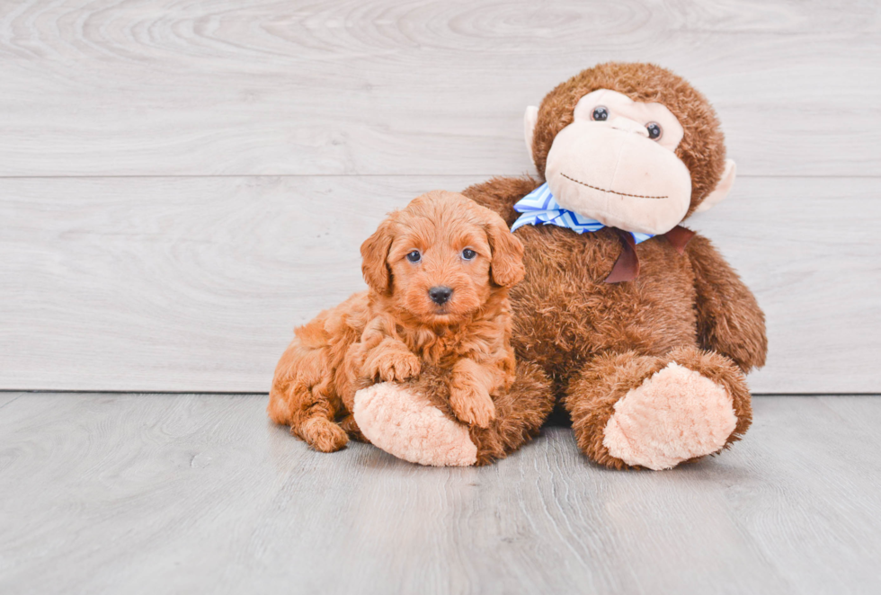 Petite Mini Goldendoodle Poodle Mix Pup