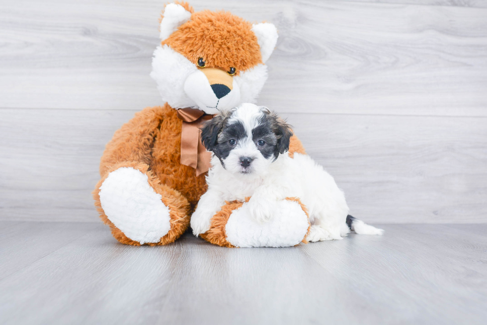 Maltipoo Pup Being Cute