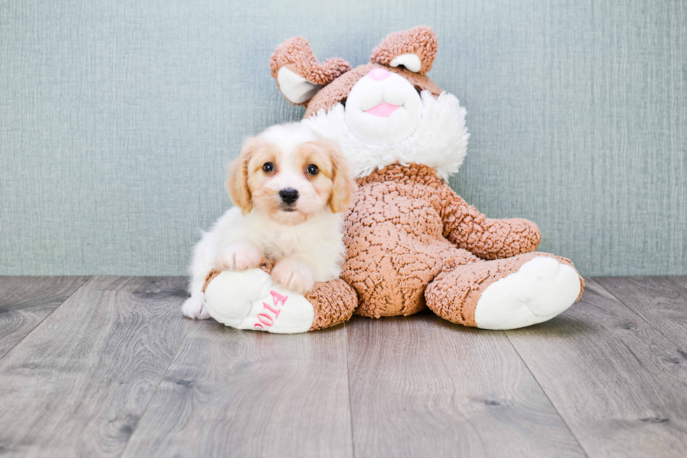 Friendly Cavachon Baby