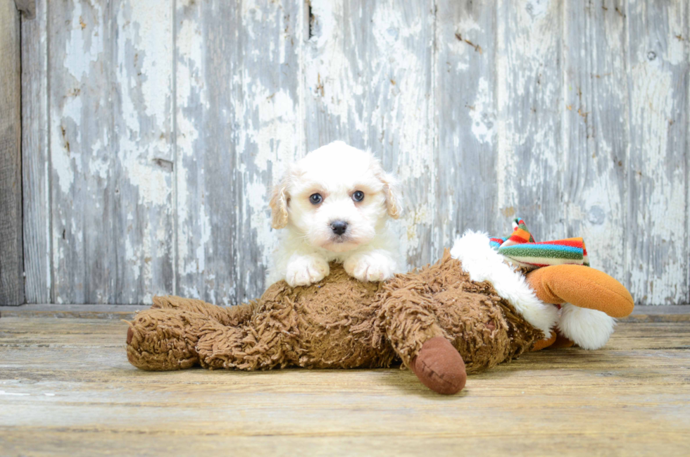 Little Cavalier Designer Puppy