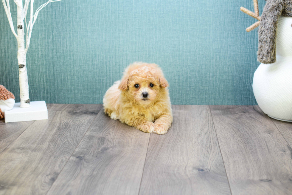 Cavapoo Puppy for Adoption