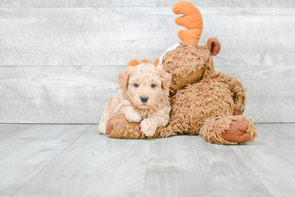 Cute Maltipoo Baby