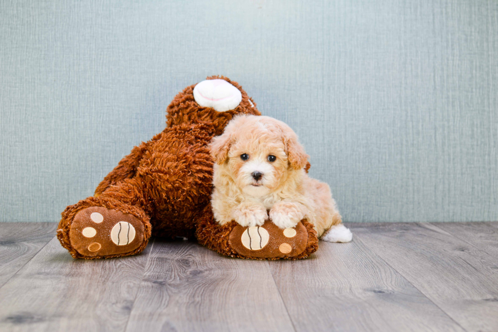 Friendly Cavapoo Baby