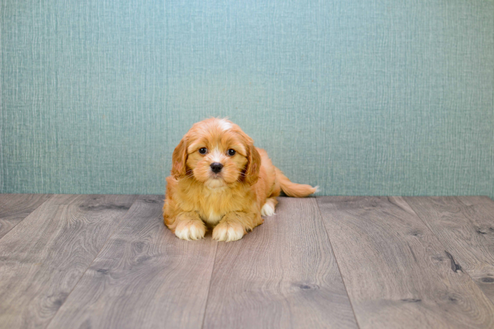 Best Cavachon Baby