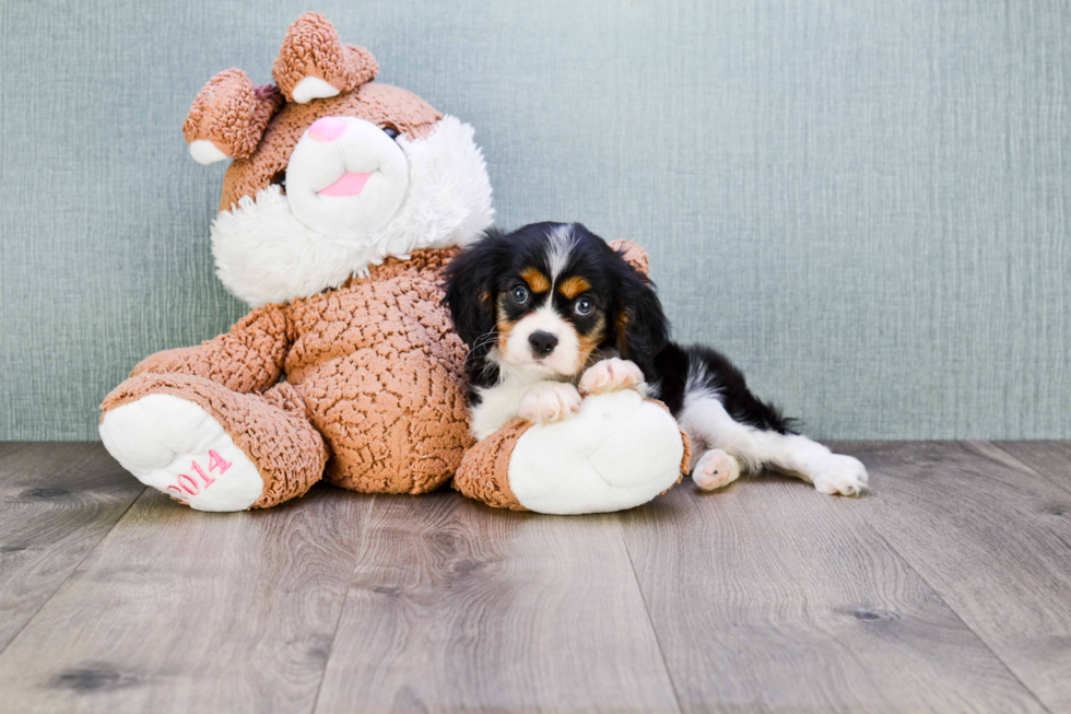 Cavalier King Charles Spaniel Pup Being Cute