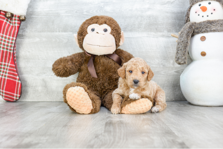 Best Mini Goldendoodle Baby