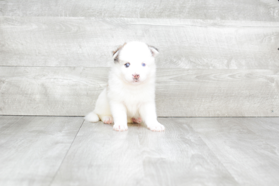 Adorable Mini Husky Designer Puppy