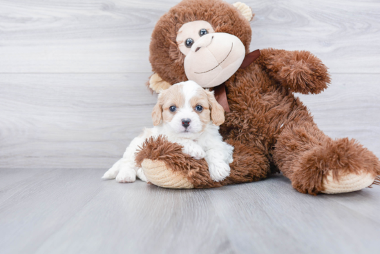 Popular Cavachon Designer Pup