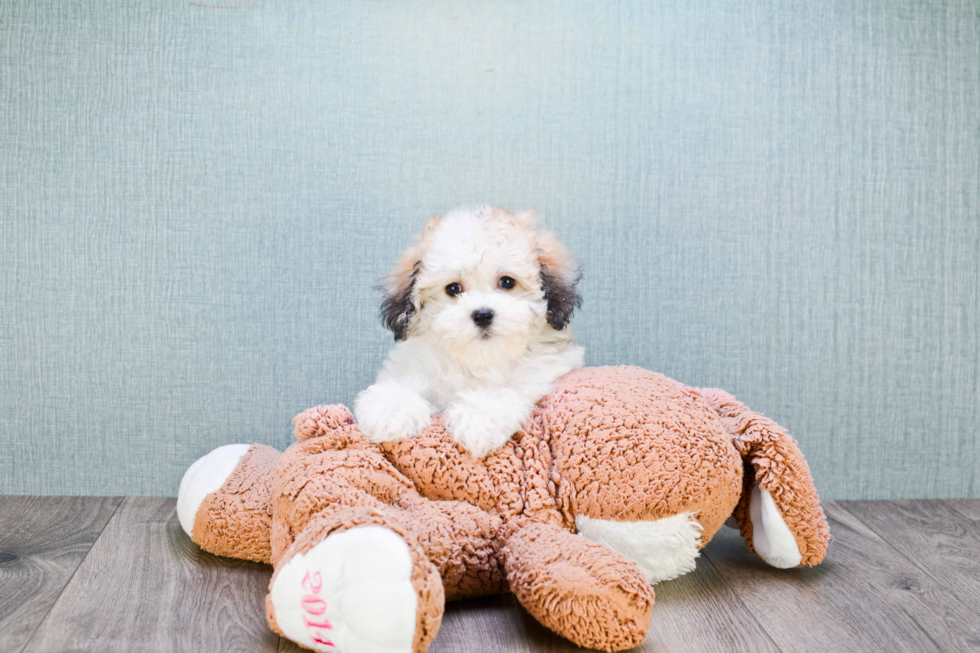 Popular Havanese Baby